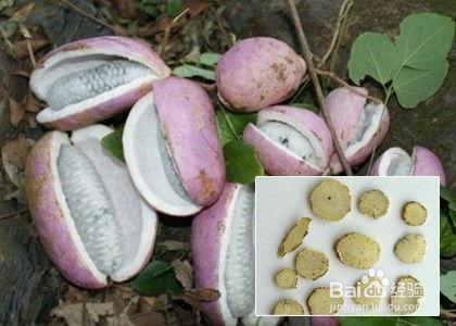 八月瓜怎么切块吃视频教程,轻松解锁美味新方式