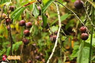 一个人吃八月瓜好吗视频,口感独特，营养价值高