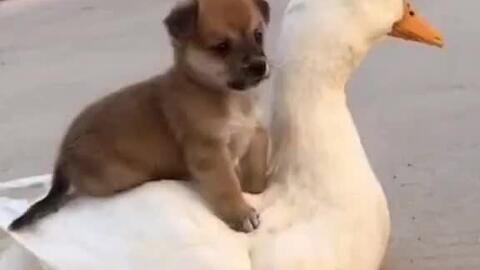 吃瓜大鹅的视频,趣味横生的短视频盛宴