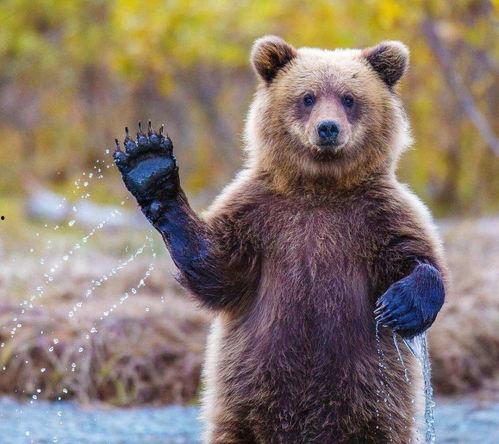 小熊吃瓜娃娃视频播放,视频播放引网友热议