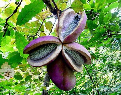 鸟儿吃八月瓜视频,鸟儿眼中的美味佳肴